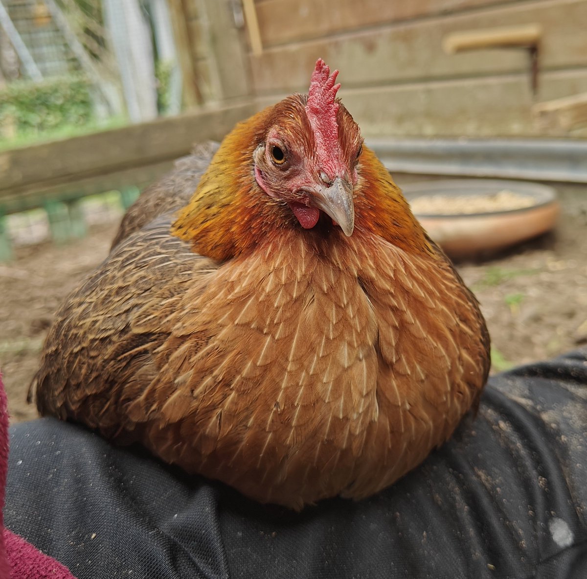 Lieven 😴 🔜 FACTS | Free 🇵🇸 tweet media