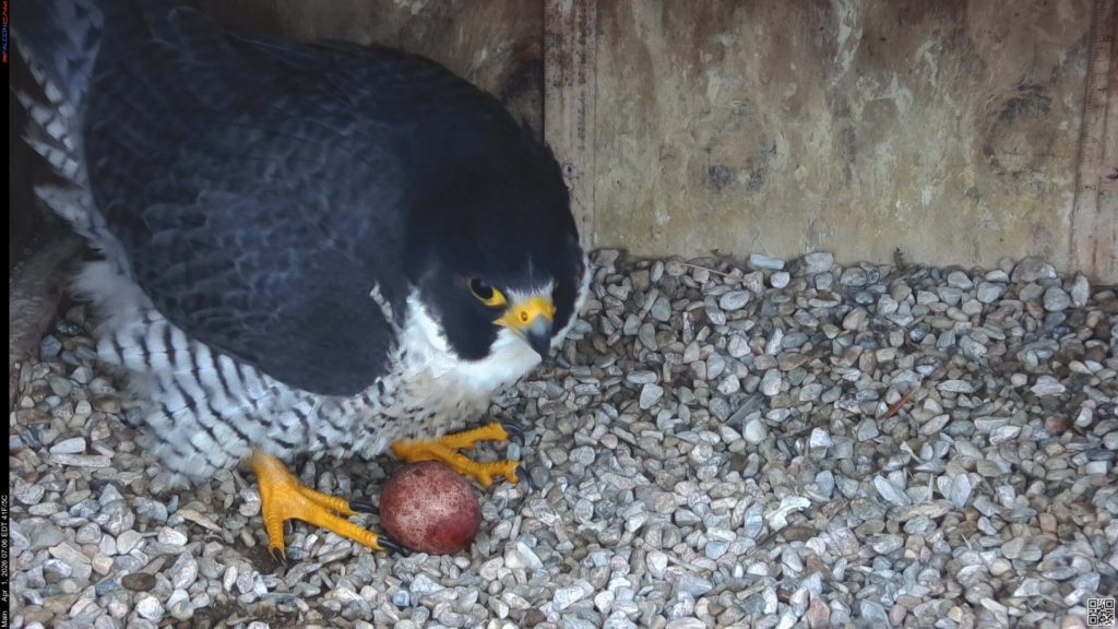 Rfalconcam's tweet image. Still Waiting for a 2nd Egg 4/1/26 dlvr.it/TRpwQF #ROC #Peregrine #falcon