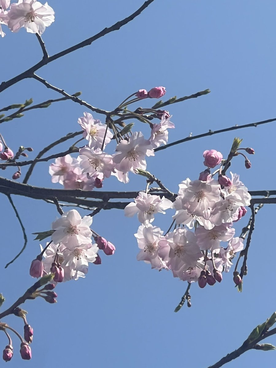 ホワイトローズ＠通称「ホワさん」「ホワちゃん」 tweet media