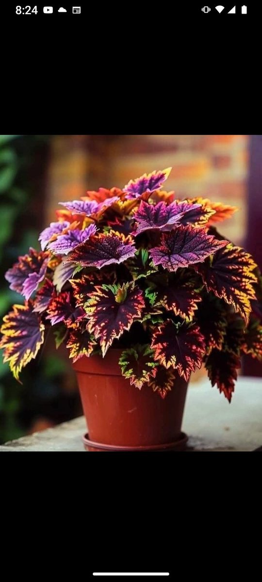 Luis granate tweet media