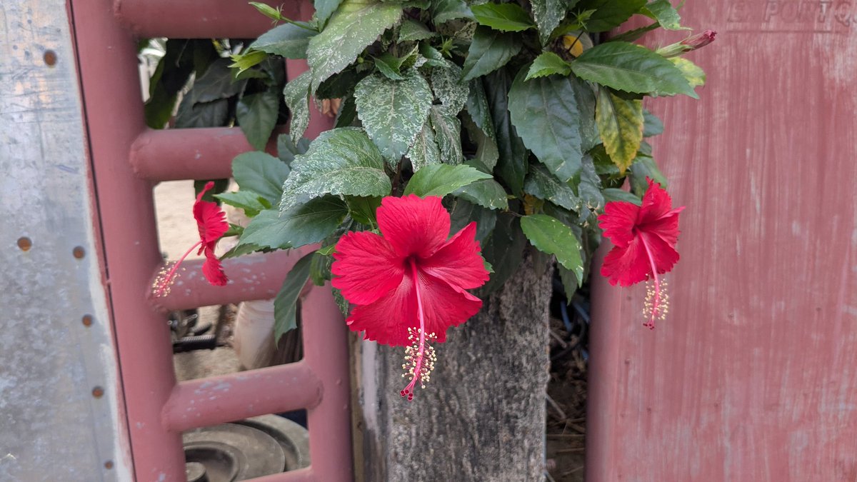 くみ🔰英語が話せる自信と自由を手に入れる🌈初心者🔰英語コーチ tweet media