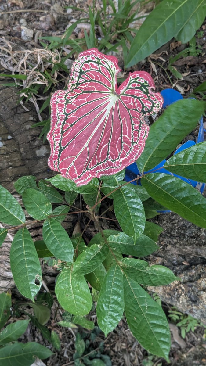 くみ🔰英語が話せる自信と自由を手に入れる🌈初心者🔰英語コーチ tweet media