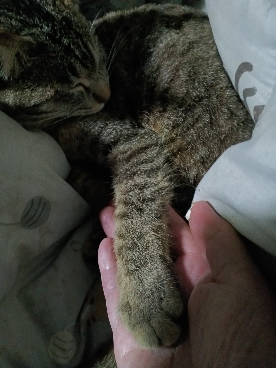 おやすみなさい😺💤🍎