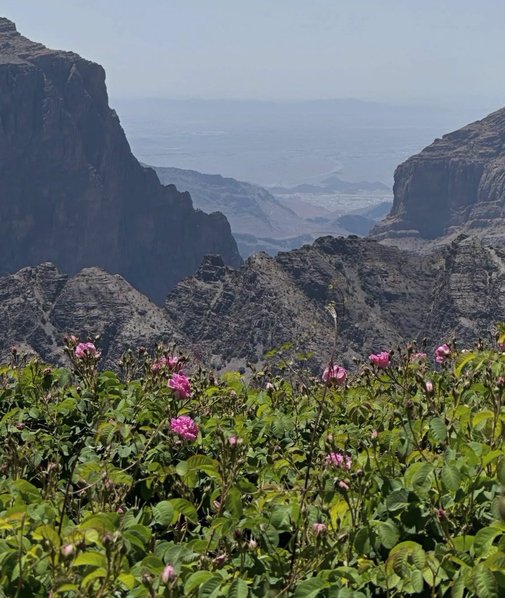 Maryam🇴🇲 tweet media