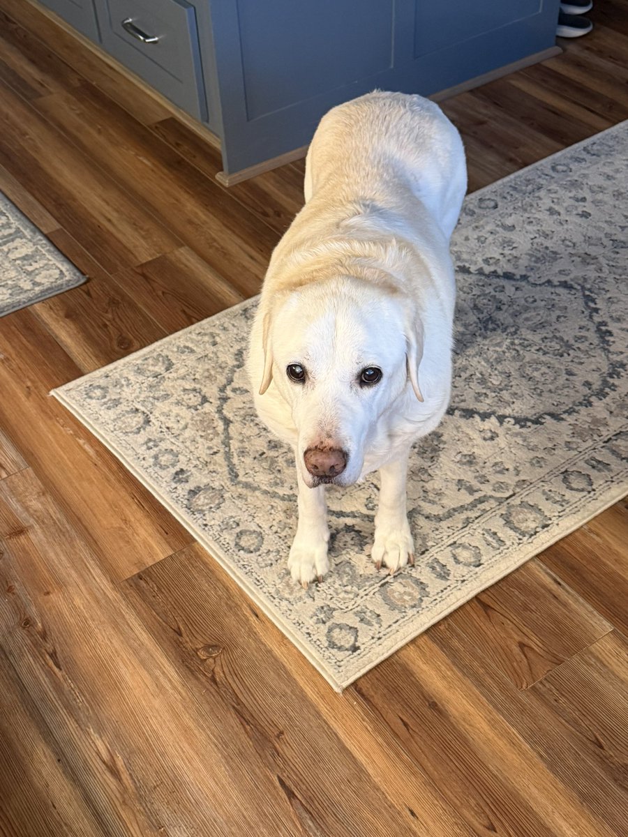 Joey Ferolito tweet media