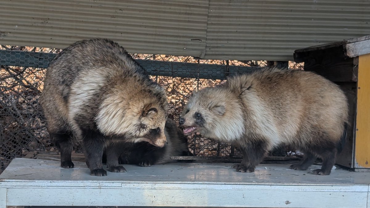 北きつね牧場【公式】 tweet media