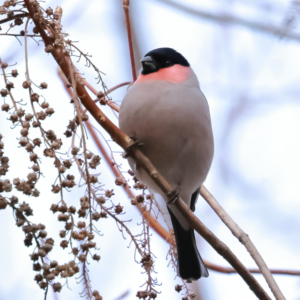 ツルヲ tweet media