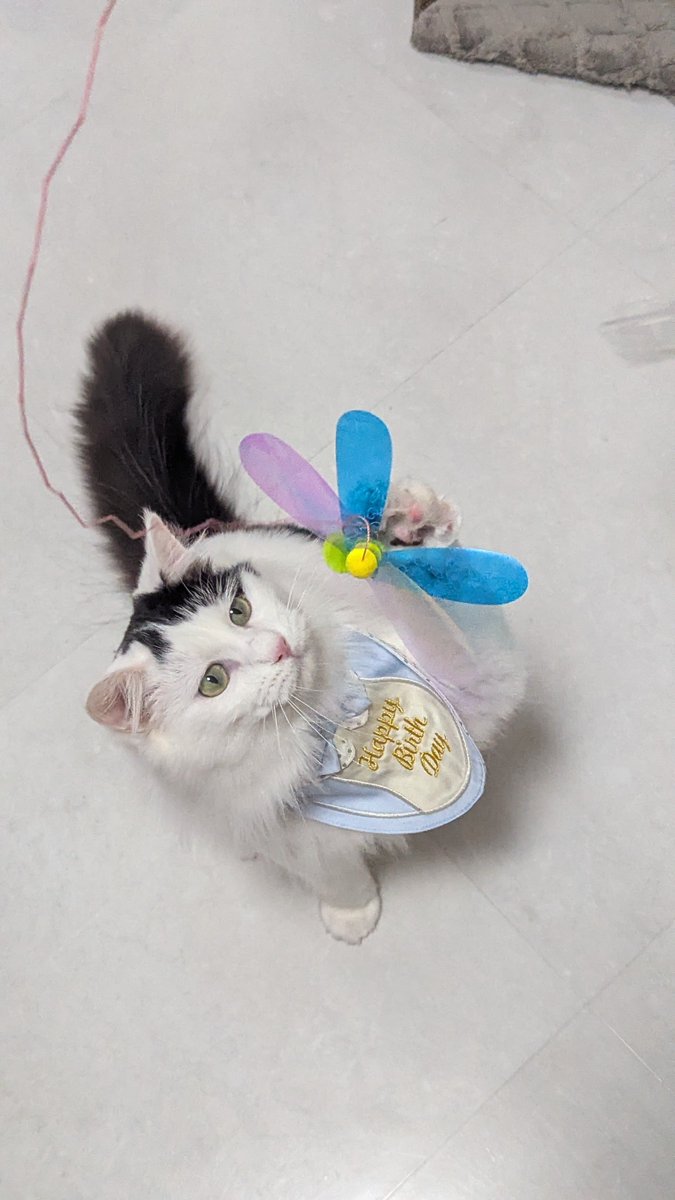 ketsune_uron's tweet photo. 猫ちゃんが誕生日でした😺元野良なのでホントの日はわからない…
すこやかに育っておくれ https://t.co/ktolwKxFId