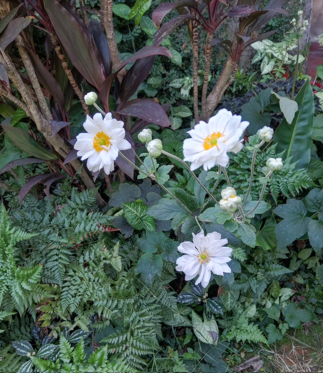 SilviaChaves5's tweet photo. Los colores del jardín. anemonas #japonesas anunciando la llegada de la Pascua https://t.co/b2ZKgOqQxA