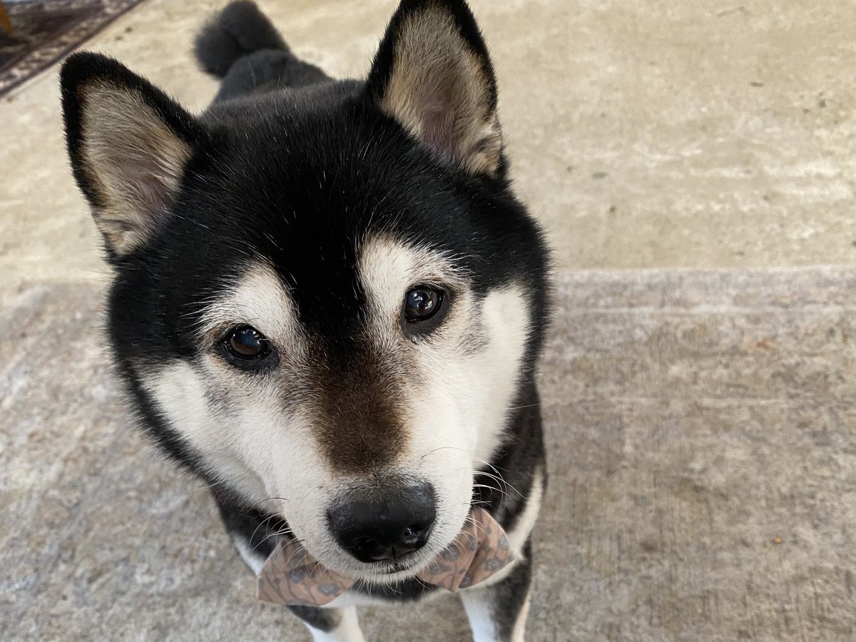 とばり tweet media