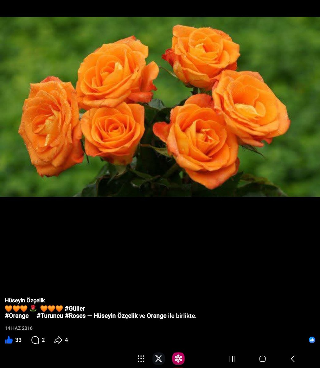 9huseyinozcelik's tweet image. 🧡🧡🧡 #facebook 👍 #likes #wow #roses 🥀
#turuncu #orange #nature