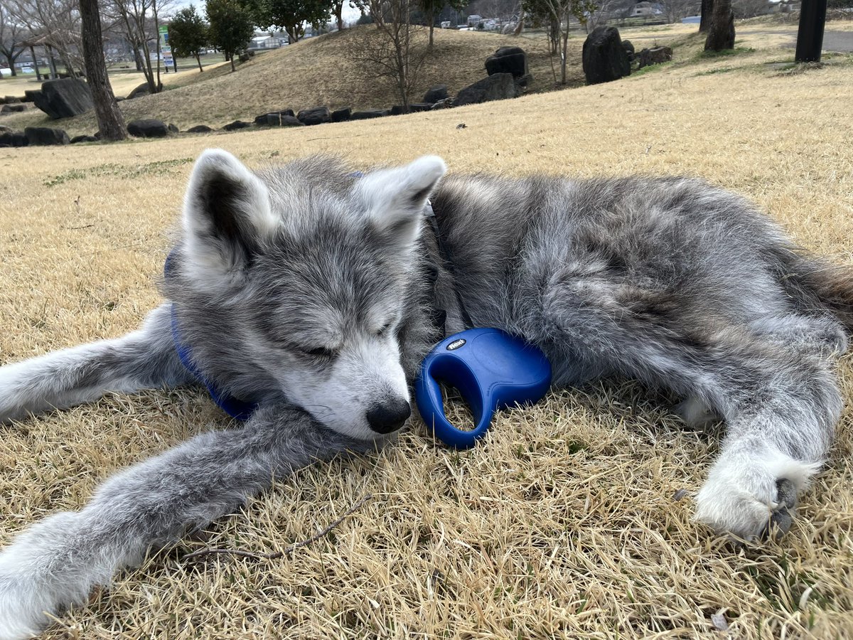 秋田犬 ぶんちゃん tweet media