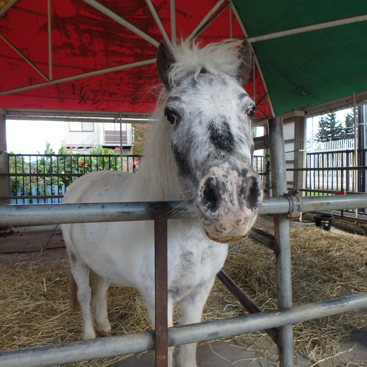 mfmtbtmfm's tweet image. 🐴🦓
となりのゼブラさんの押しが強いからね😆

#帯広競馬場 #ミニチュアホース #うま