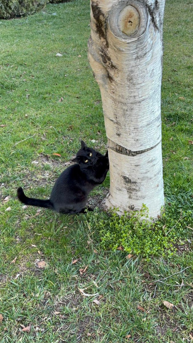 Zülal Kutluer tweet media