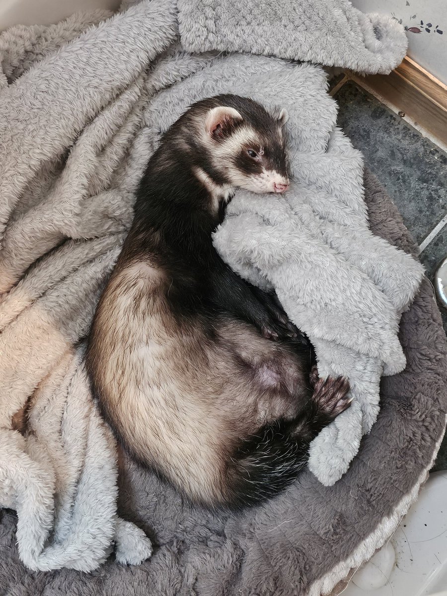 Daily Beans tweet media