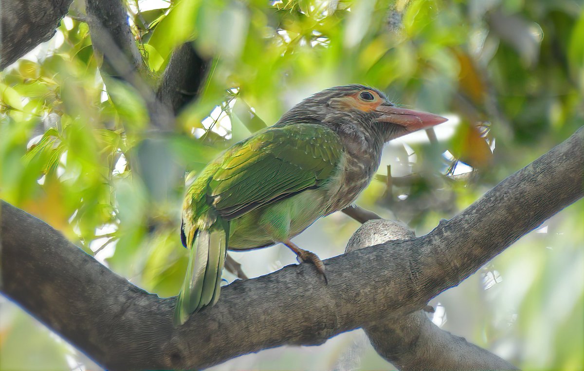 Ali Usman Baig tweet media