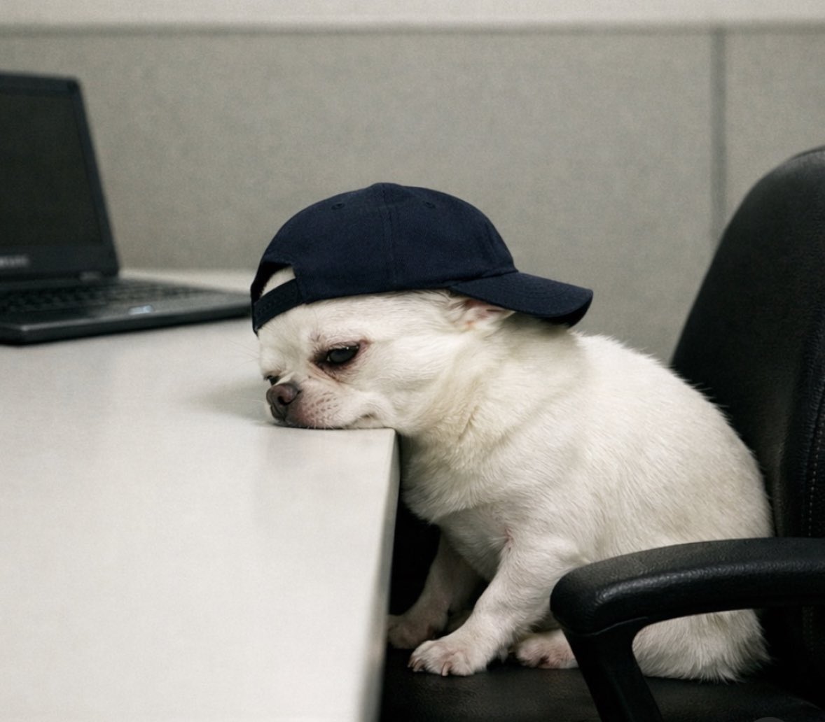 Scimmia pelatina tweet media