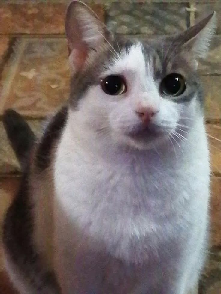 LUAN CARTOONS tweet media