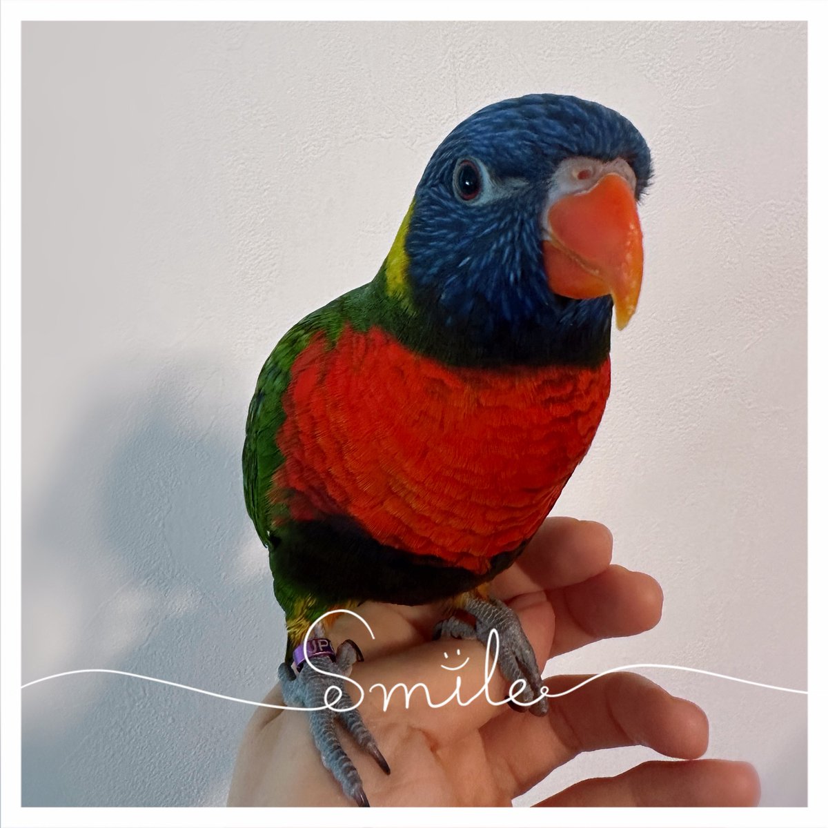 上野まな 🍬 tweet media