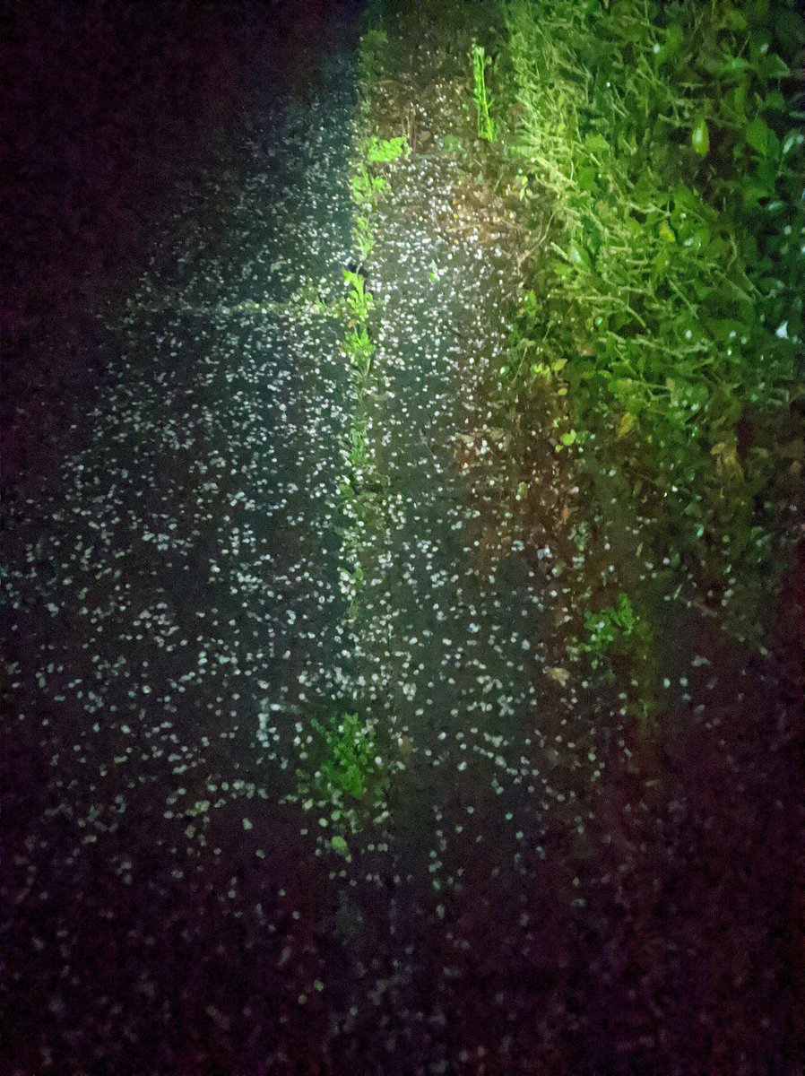 HΛL🌙╰⋃╯ tweet media