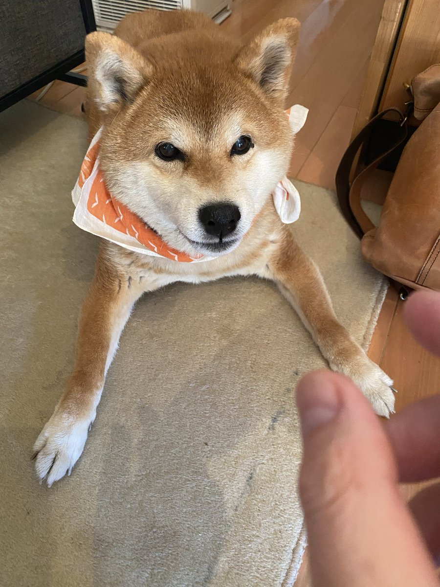 zoumotsu@ゲーム好き電工 tweet media