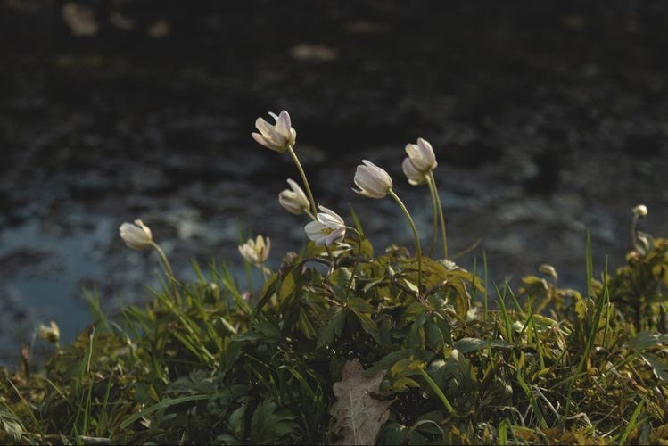 𝒻𝓁ℴ. tweet media