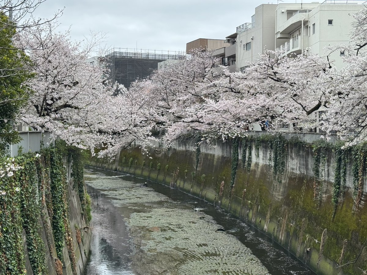 KoideKaoru's tweet photo. 【近況報告】今日、早稲田の法学研究科修士課程に入学しました
お仕事は続けながら「環境問題と法」コースで2年間、��強します
きっかけは、いま取り組んでいる気候変動の裁判
何かヒントを得られないかと入学を決めました
ところで……糸魚川ゆかりの相馬御風の詞が、母校の校歌になりました👍📷 https://t.co/HQWugfUfhU