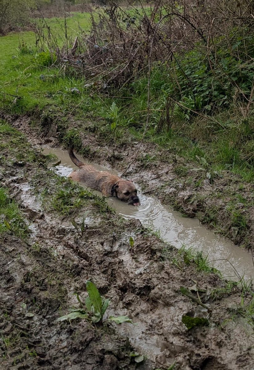 MrsLC & Walter “The sock eating BT” OBE tweet media