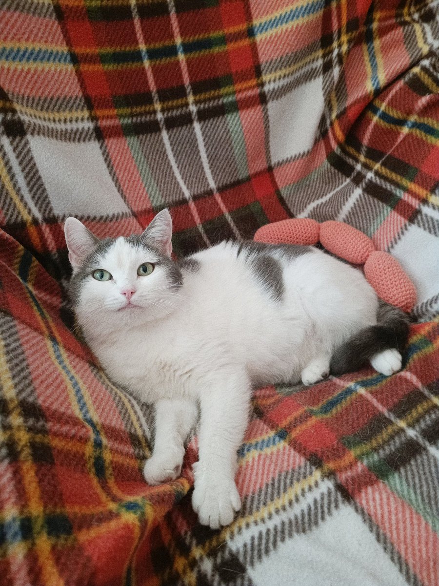 катя персиковые слезы tweet media