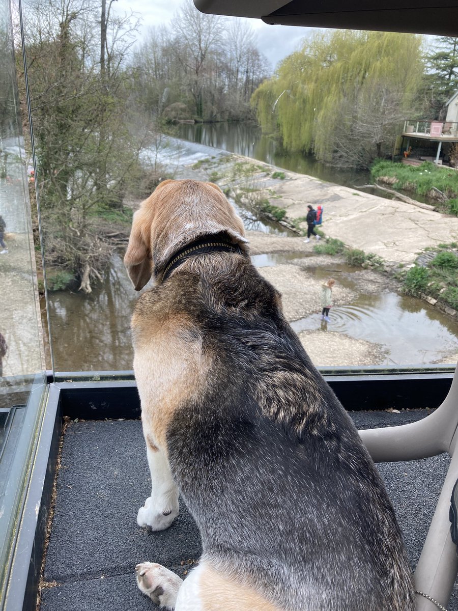 🐞Griff & Angels Boot 🌈 & Charley 🌈 tweet media