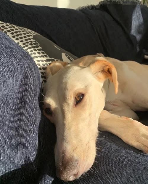 Lurcher SOS 🐾🐾 tweet media