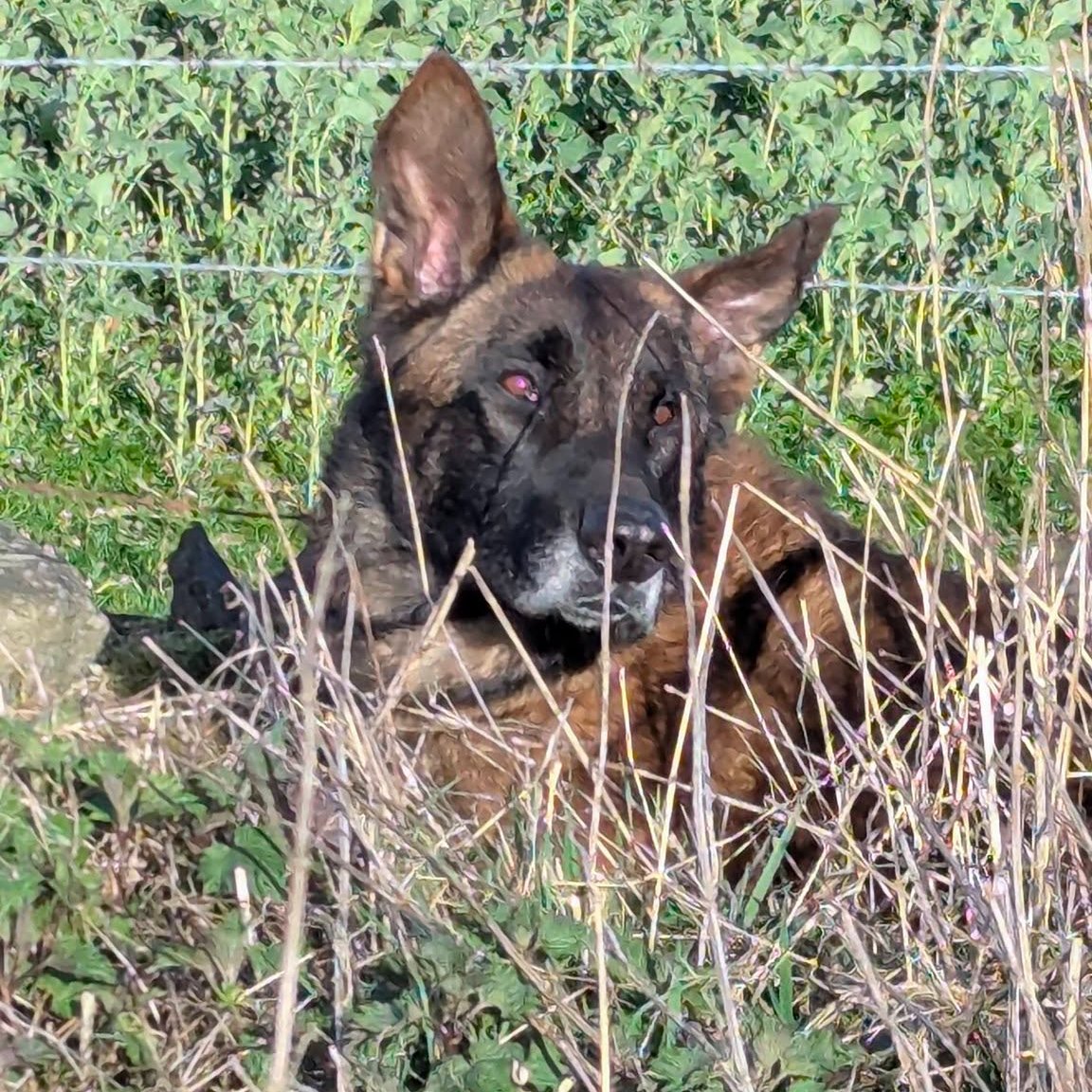 Animal Adoptions UK 🐕‍🦺🐈🐎❤️ tweet media