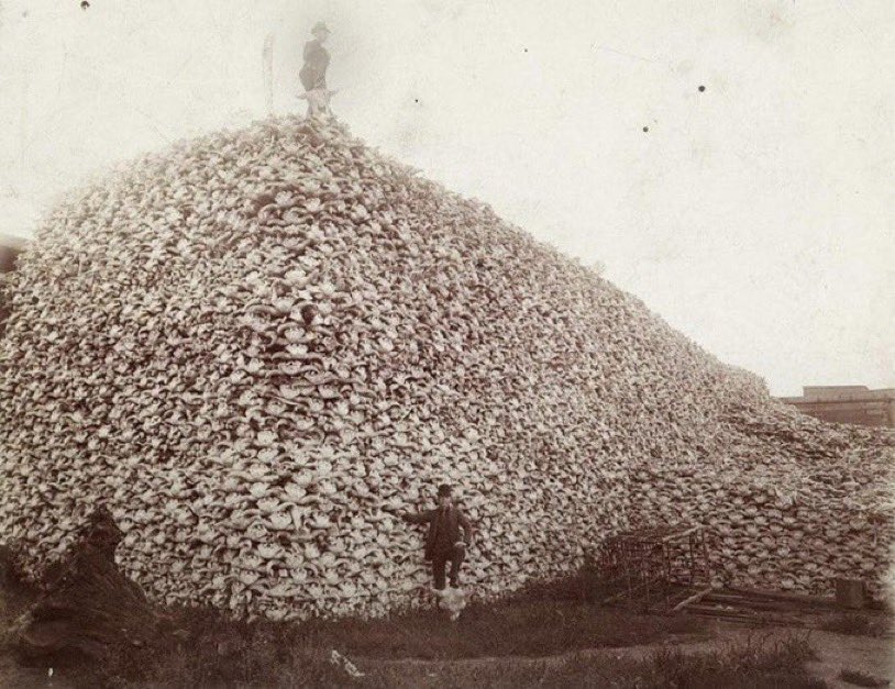 There's only one set of people responsible for most animals going extinct