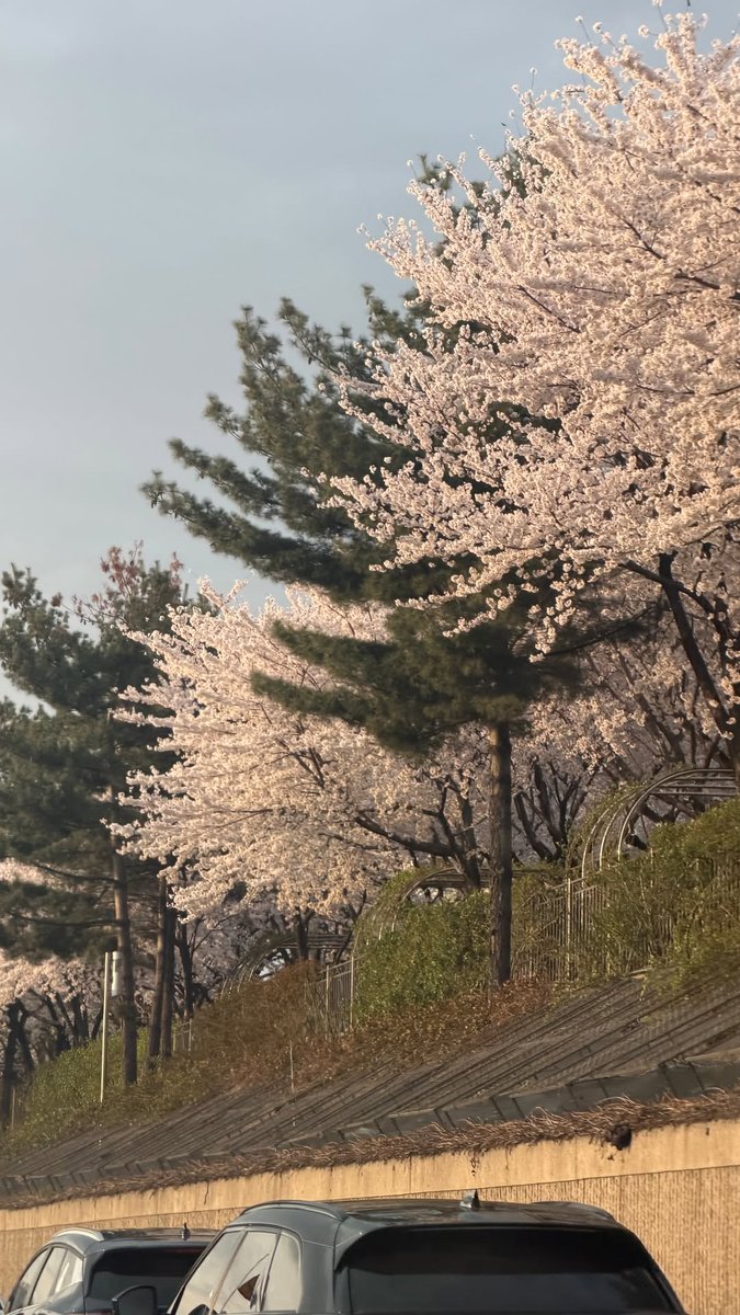 X-TREAM🌼 tweet media