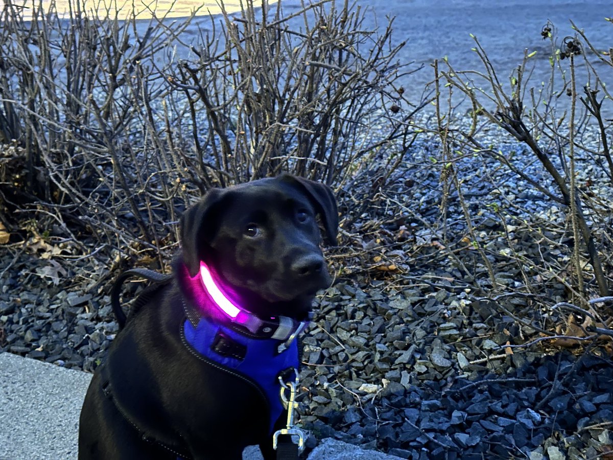 Walks with Buddy tweet media