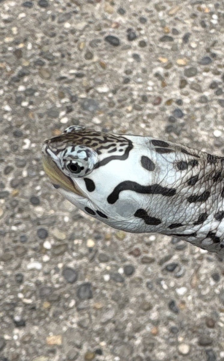 AGタートルラボ tweet media