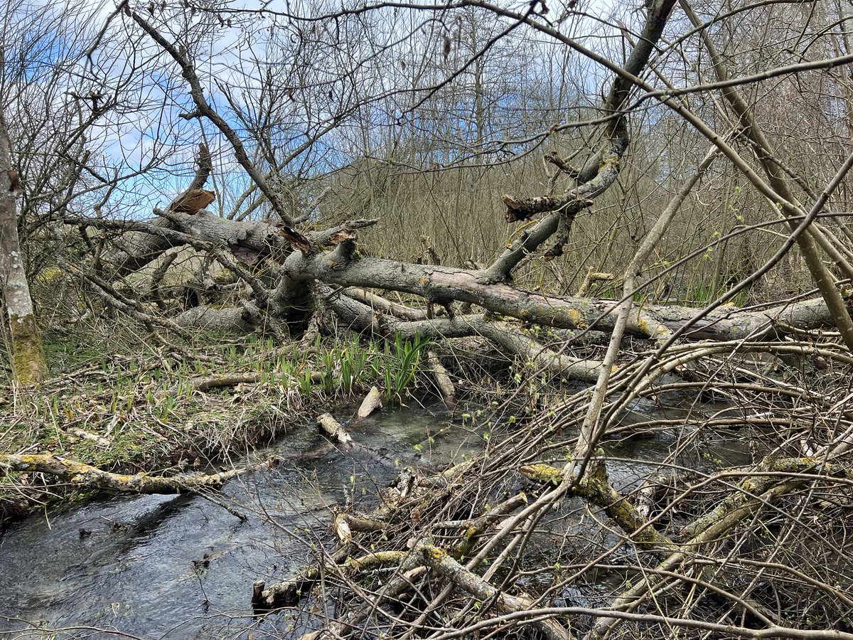 Russell ChalkStreamsInCrisis 🦇🦎🦇🦎 tweet media