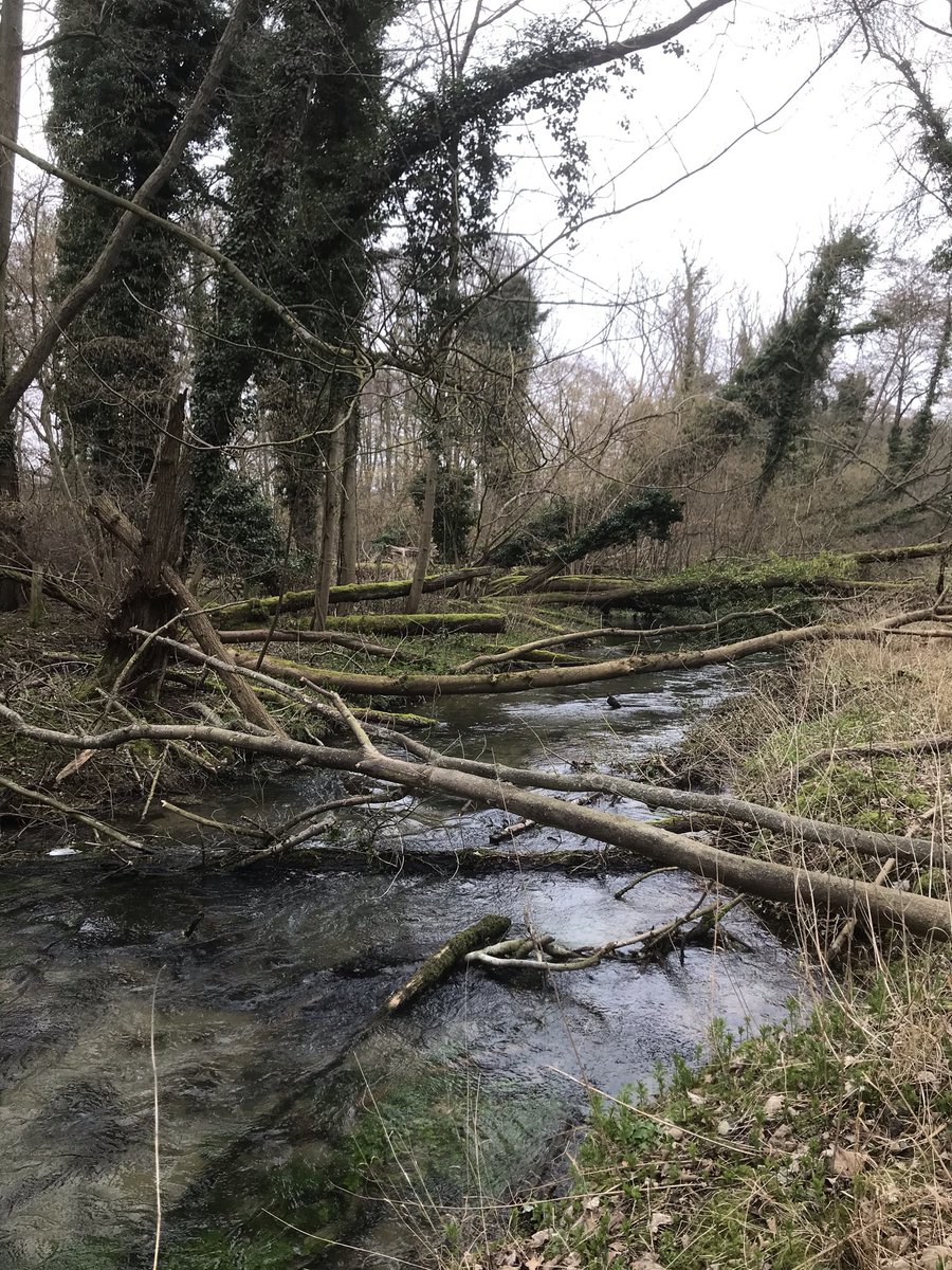 Russell ChalkStreamsInCrisis 🦇🦎🦇🦎 tweet media