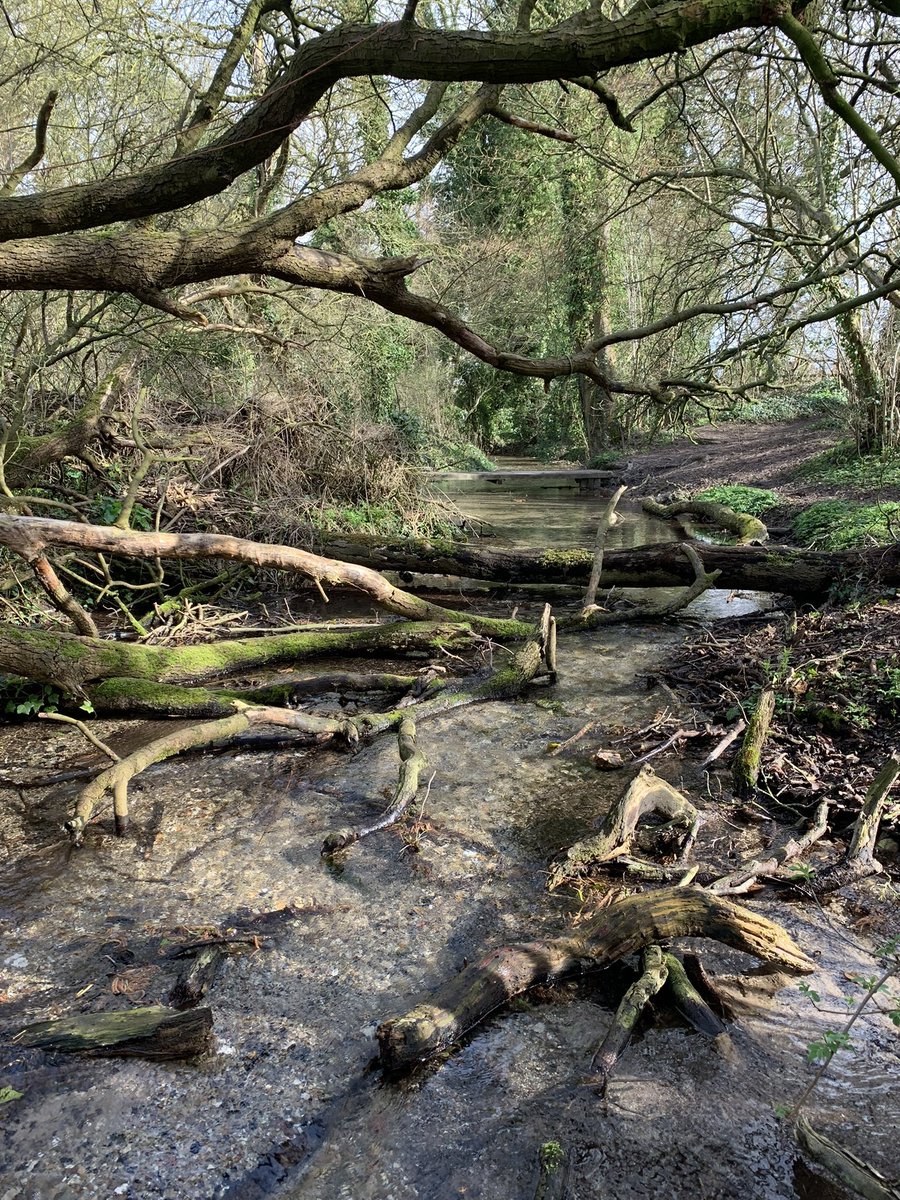 Russell ChalkStreamsInCrisis 🦇🦎🦇🦎 tweet media