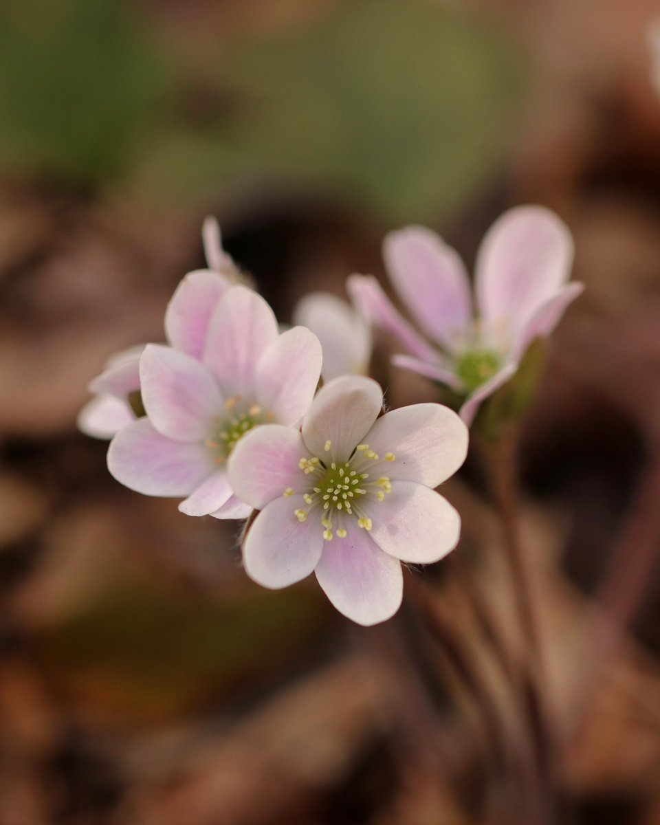 Sarah 🥨 tweet media