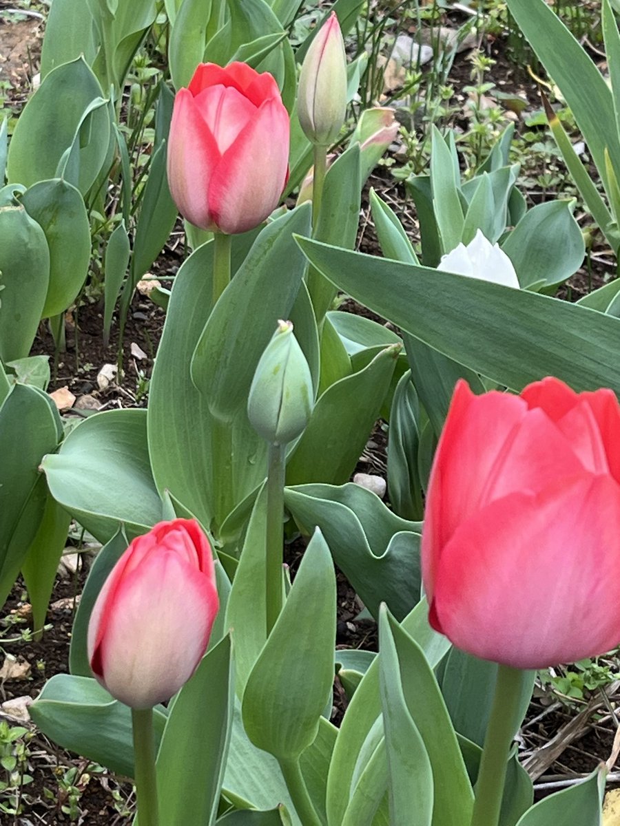 26🍓UK👣 tweet media