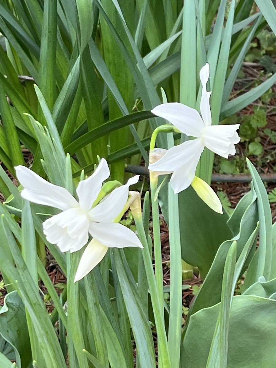 26🍓UK👣 tweet media