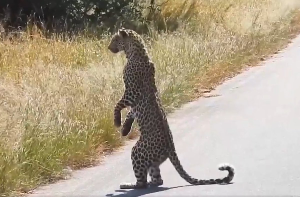 ShashanK🤺 tweet media