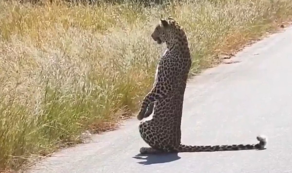 ShashanK🤺 tweet media