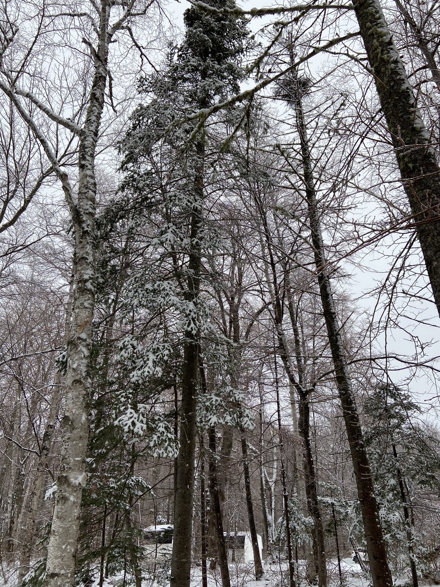 Cedar Shih Tzu 🐶/ Angel Coffee Tzu 🐶🌈🇨🇦 tweet media