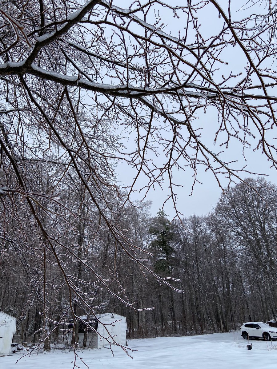 Cedar Shih Tzu 🐶/ Angel Coffee Tzu 🐶🌈🇨🇦 tweet media