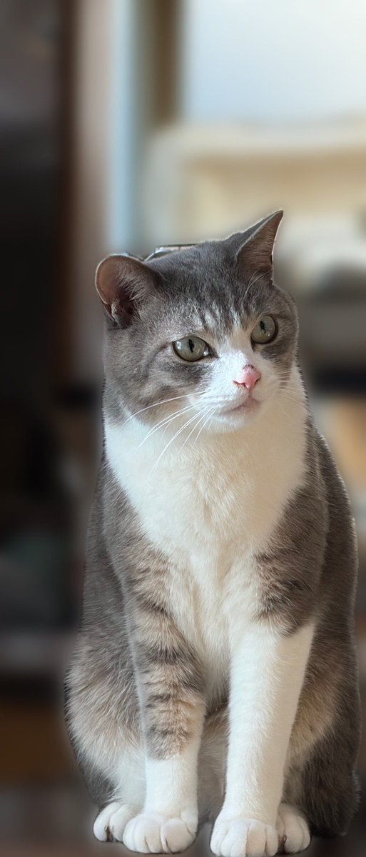 ペット探偵プライベートアイ@日本全国にて即日捜索を実施 tweet media