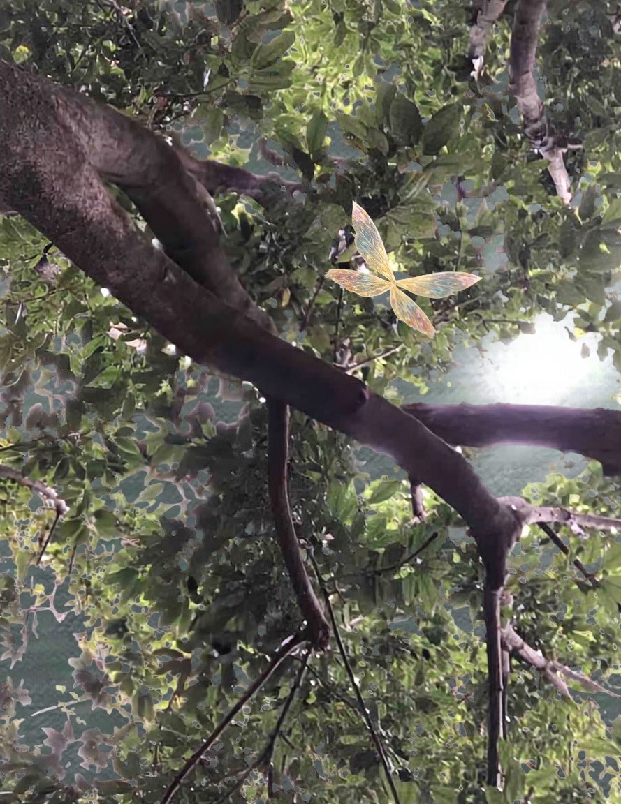 シッポフリフリ💕💕笑顔で癒しを届けるポメラニアン๓´˘`๓DM❌ tweet media