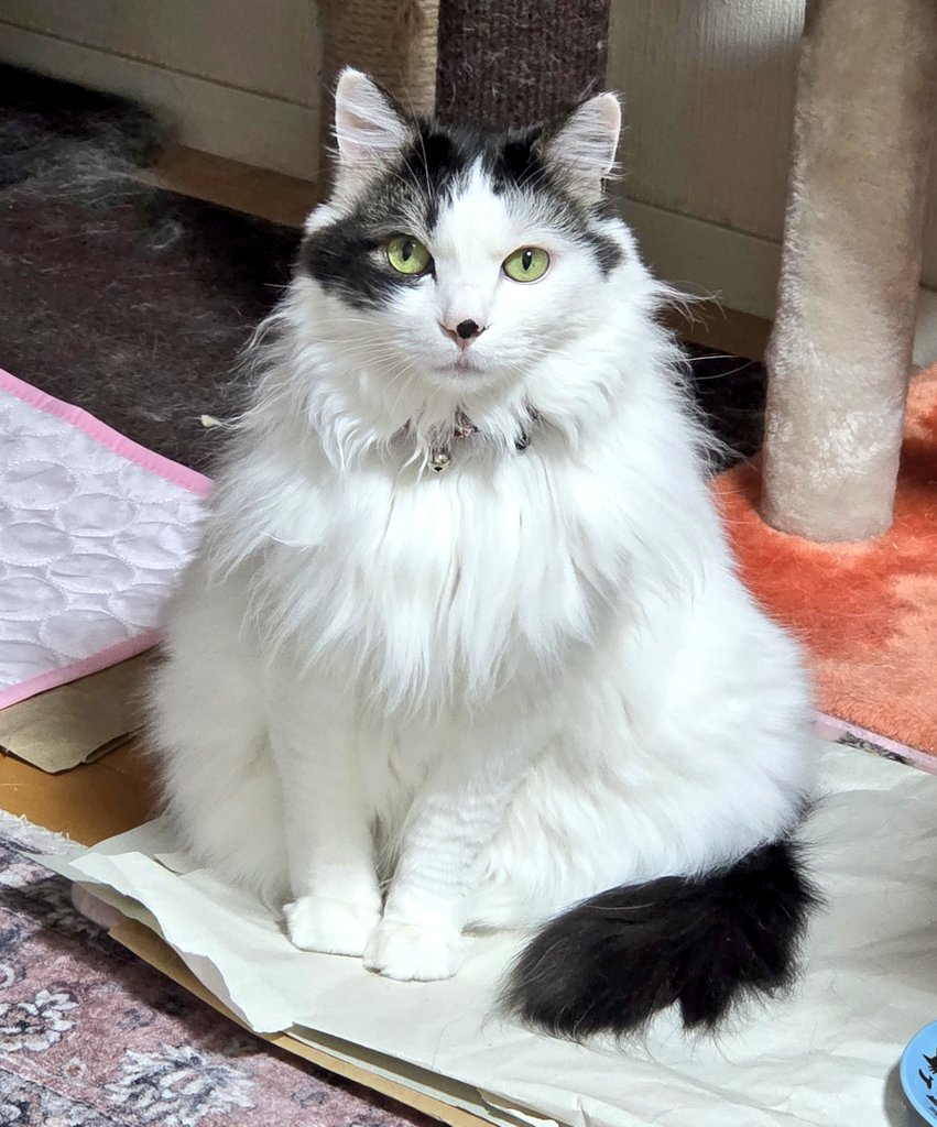 くまルイ❤😺🩵🧸💜 tweet media