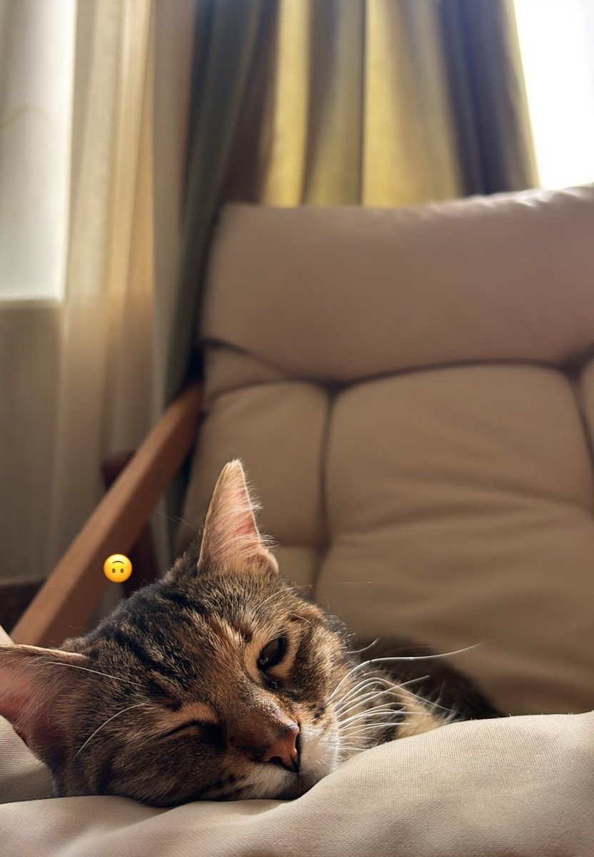 Milla🪽 tweet media